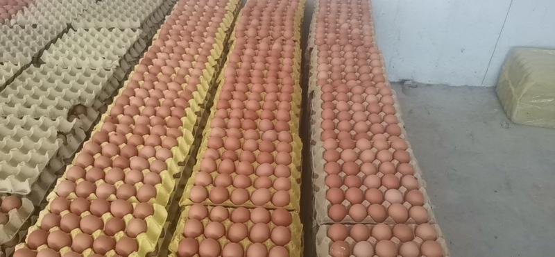长期大量供应红皮褐壳精品洋鸡蛋，新鲜无抗大中小码现货出售