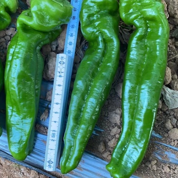 各类蔬菜代办价格面议