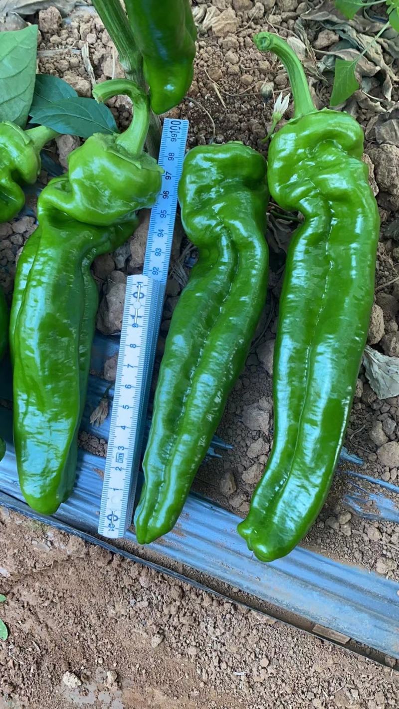 各类蔬菜代办价格面议