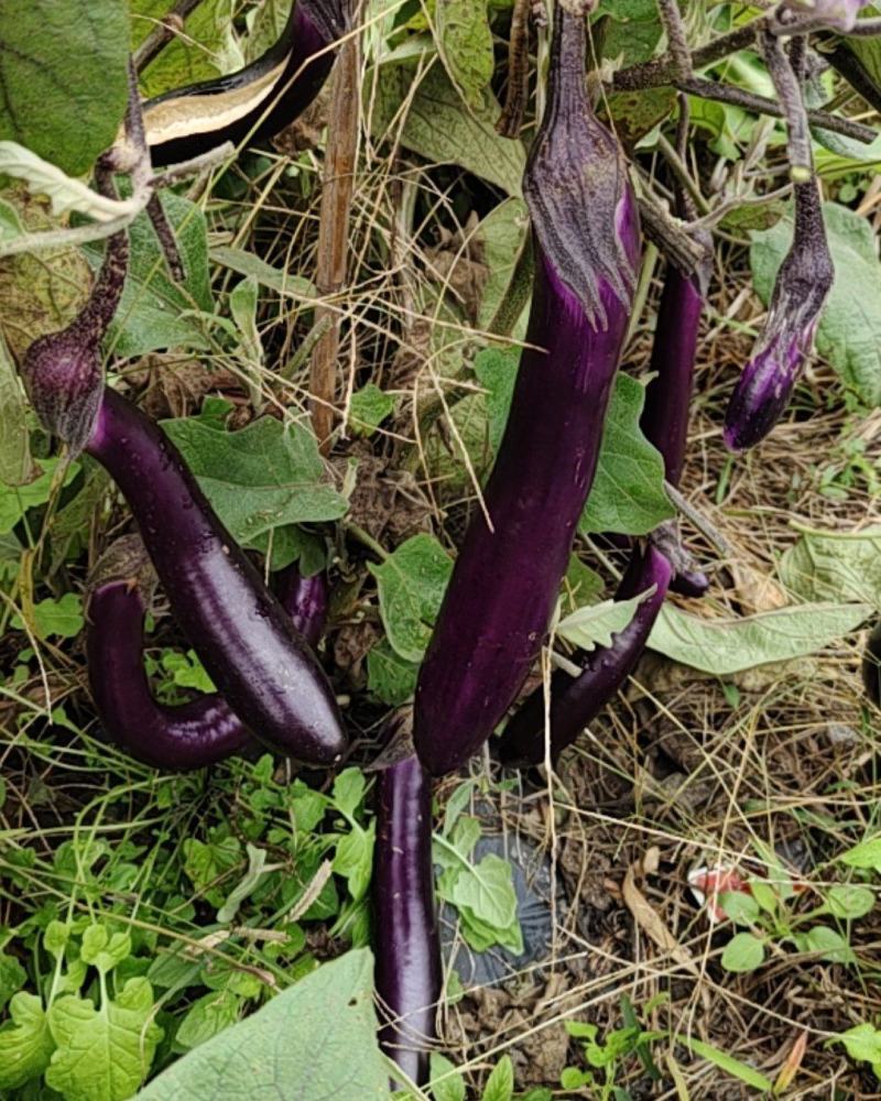 基地紫长茄，无中间商