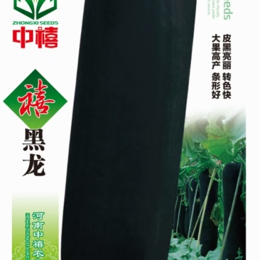 中禧禧黑龙冬瓜种子，大果高产黑皮冬瓜种子，果实长弹形，