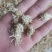 【诺一药材】菊花药用菊花精品药材