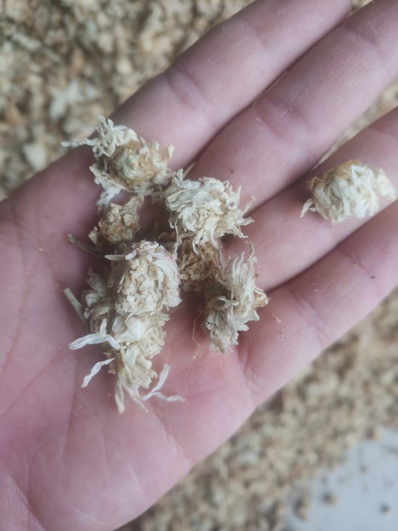 【诺一药材】菊花药用菊花精品药材