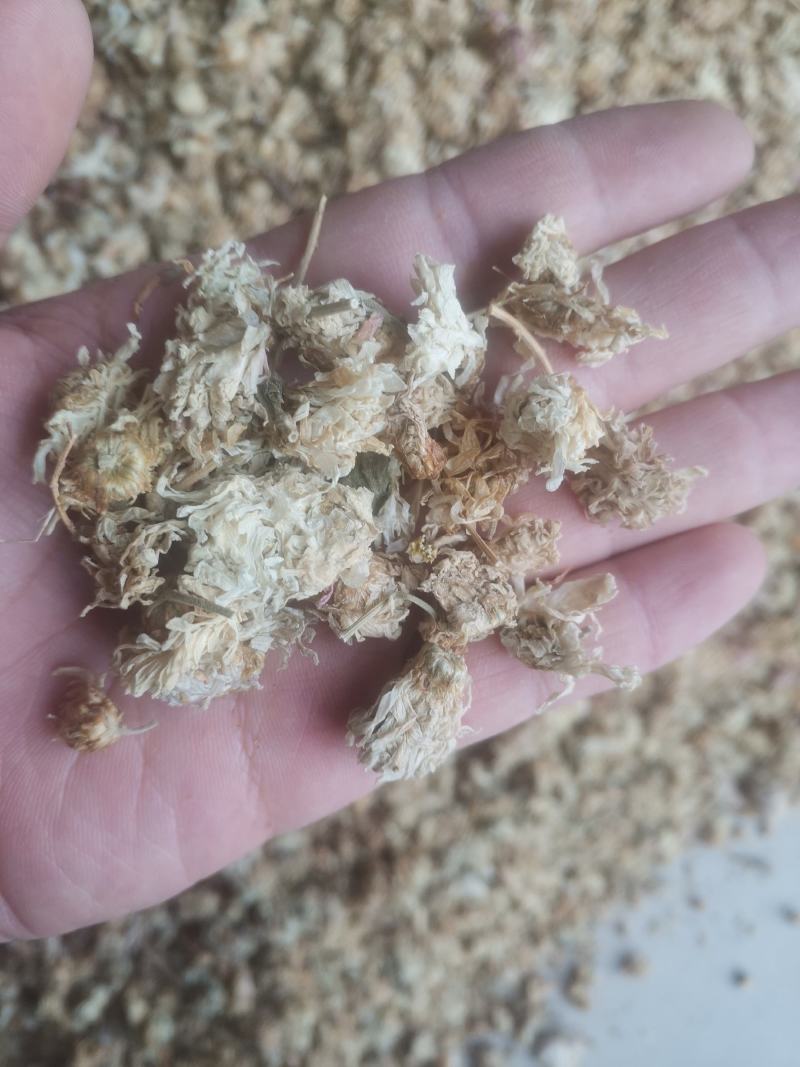 【诺一药材】菊花药用菊花精品药材
