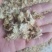 【诺一药材】菊花药用菊花精品药材