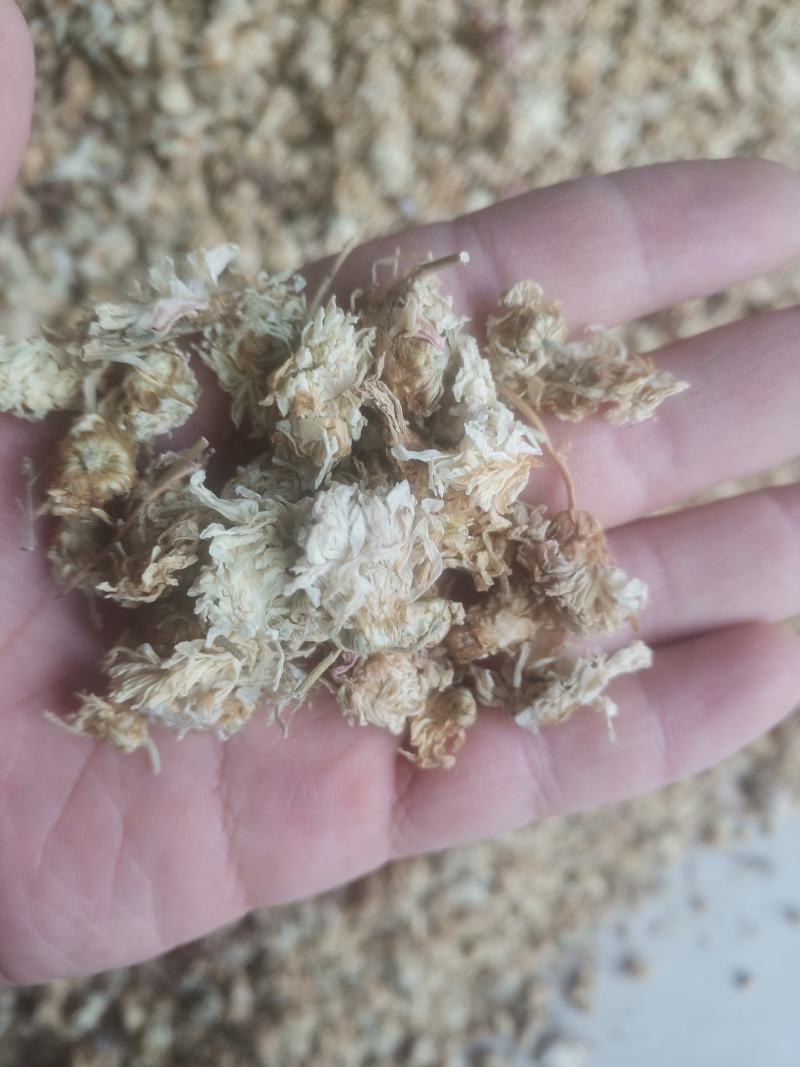【诺一药材】菊花药用菊花精品药材