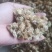 【诺一药材】菊花药用菊花精品药材