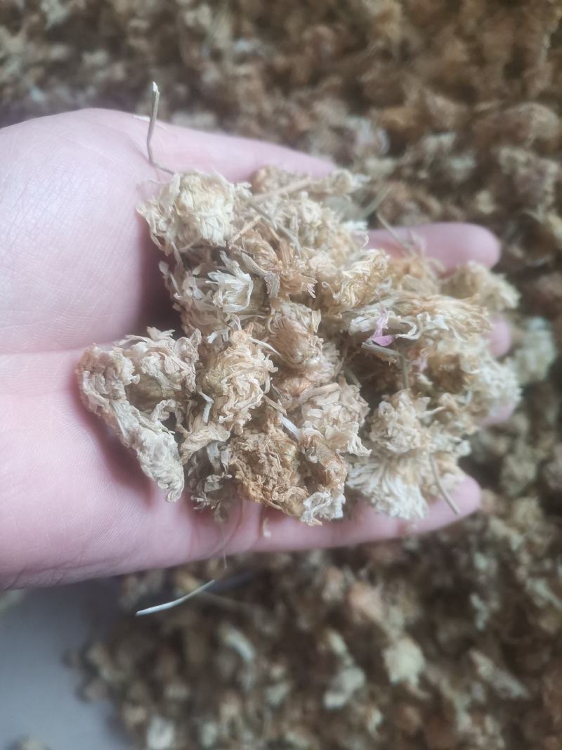 【诺一药材】菊花药用菊花精品药材