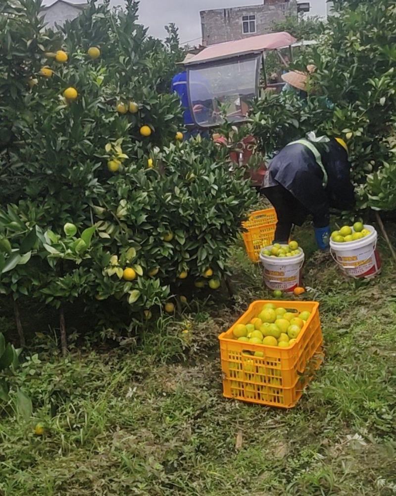 红江橙大量上市需要的来