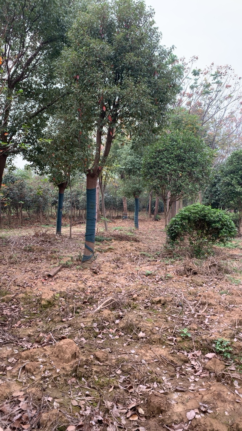 规格大的香樟，胸径35，可以提供，圈子里面还有其他规模。
