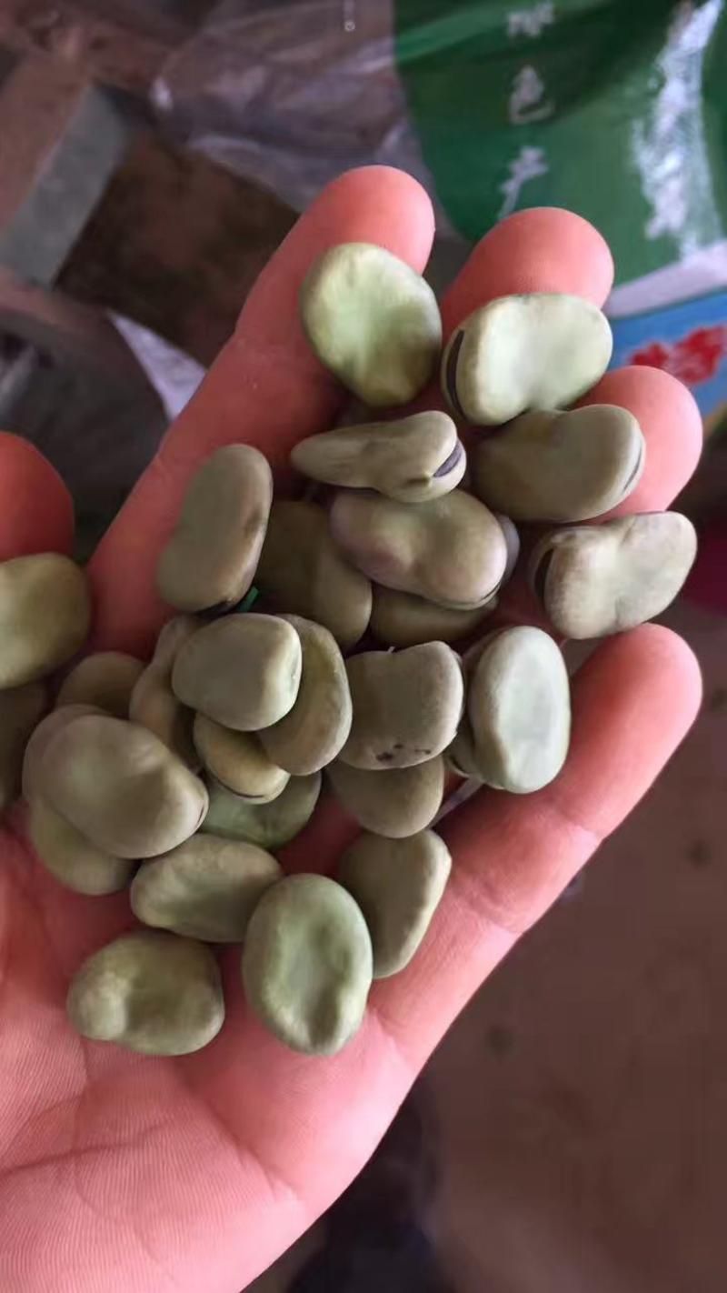 大青皮蚕豆种子，新货上市