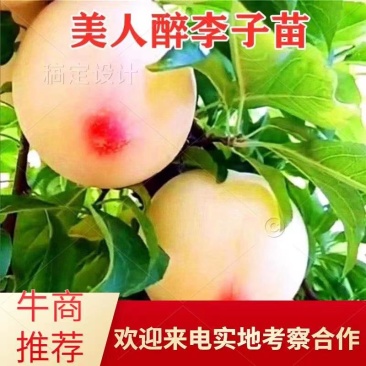 美人醉李子苗当年结果死苗免费补发