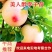 美人醉李子苗当年结果死苗免费补发
