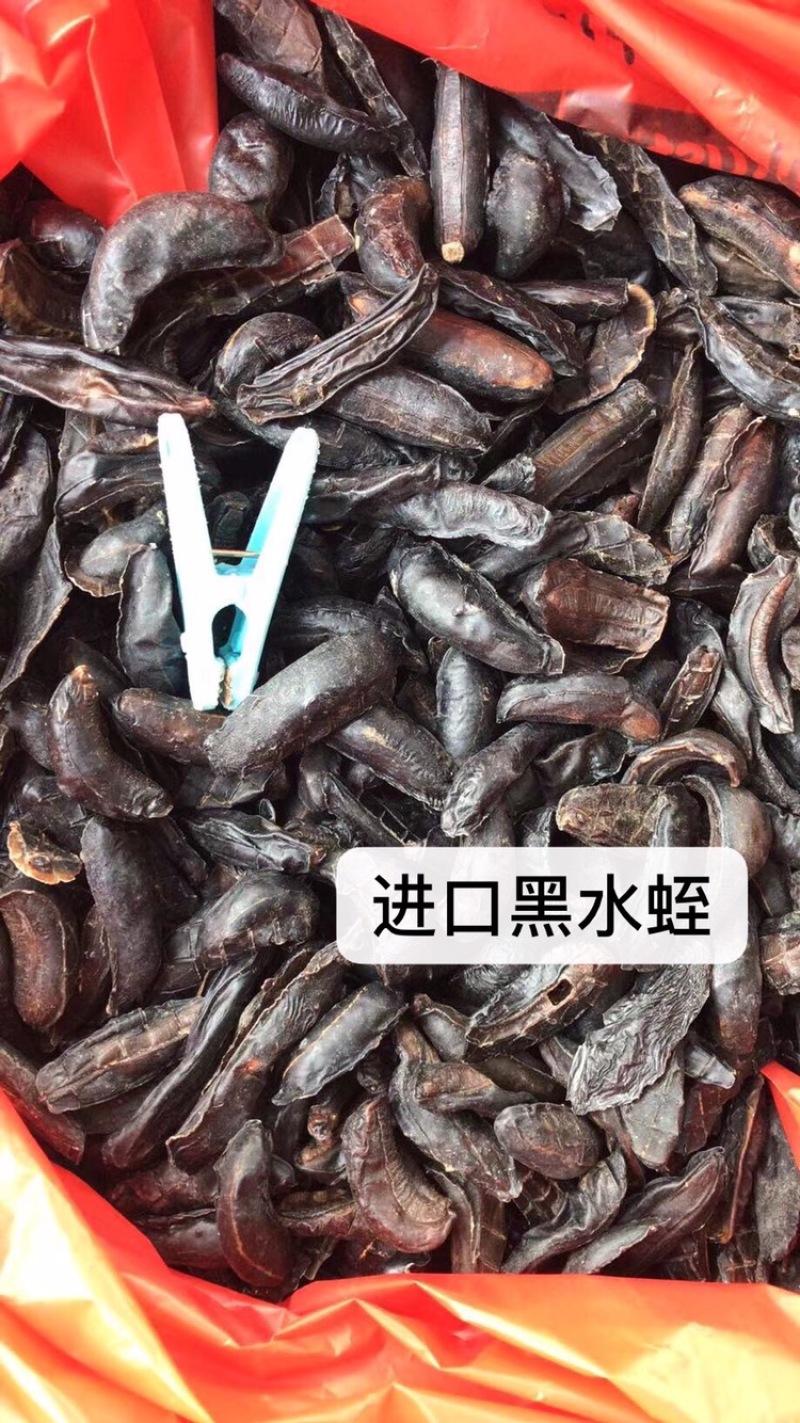 中药材金边水蛭蚂蝗干货另有清水吊干水蛭干货