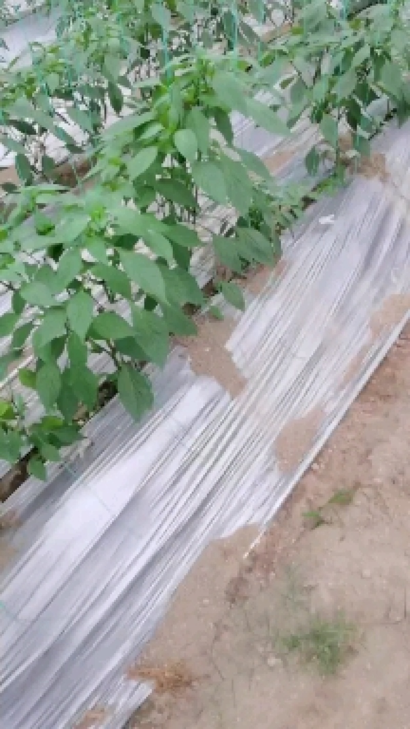 螺丝椒大量供应品质优新鲜可视频看货欢迎咨询来电