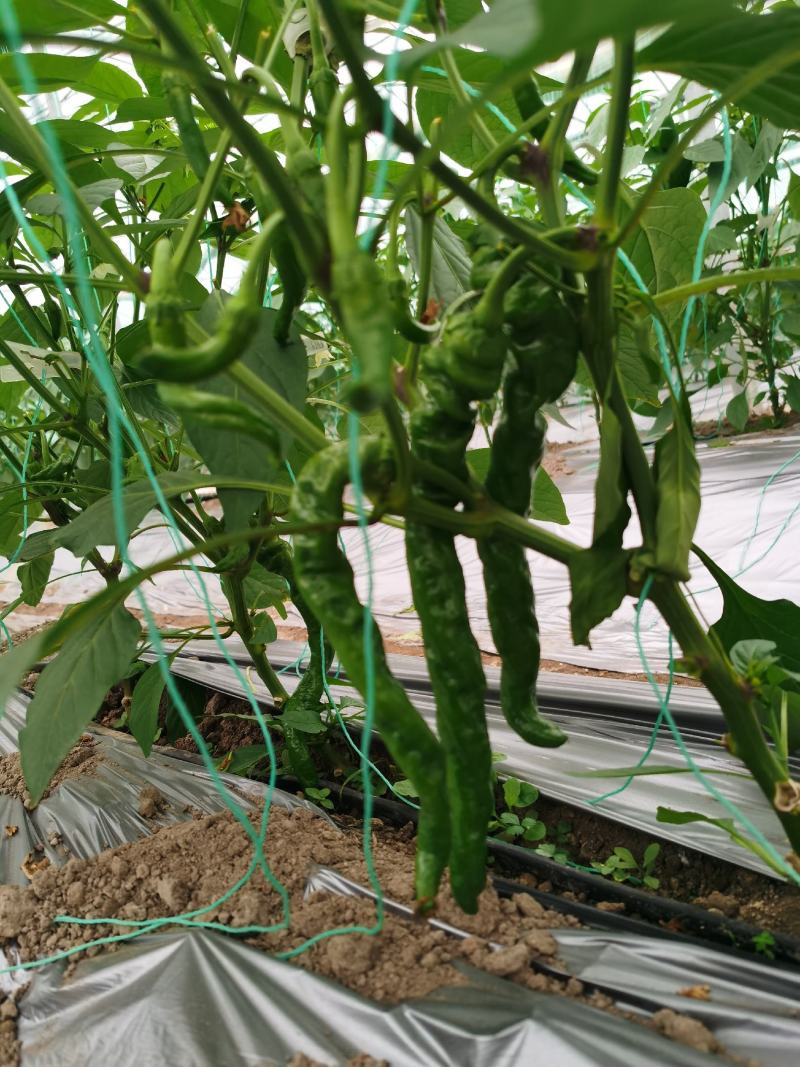 螺丝椒大量供应品质优新鲜可视频看货欢迎咨询来电