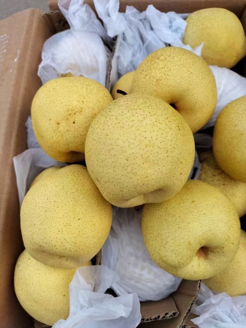 赵县雪梨**电商市场批发超市中高低档次大量有货速联系