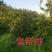 四川成都皇帝柑苗（贡柑苗）皇帝柑苗种苗保湿发货
