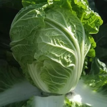 河南开封叶菜白菜大白菜产地直发货量充足一手实力代办