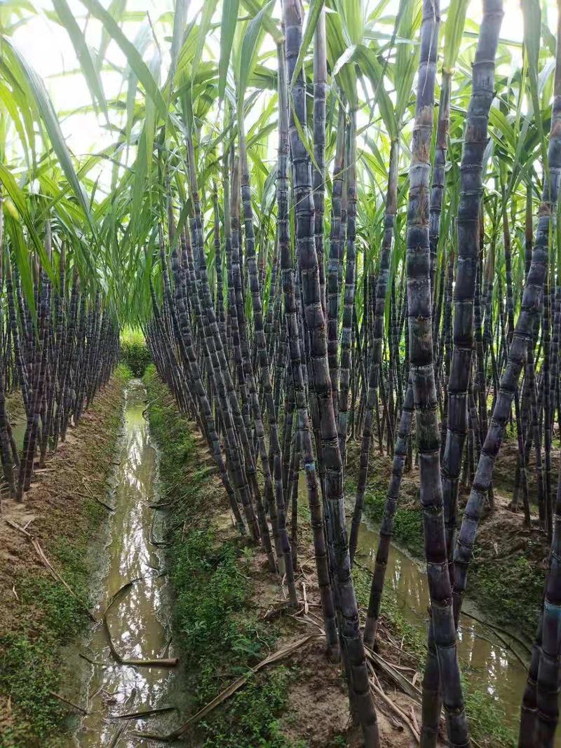 广西博白黑皮甘蔗产地直发品质保证大量上市欢迎看货