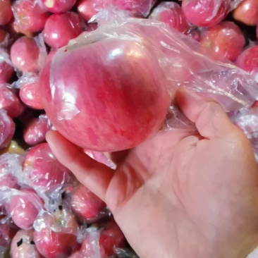 纸加膜红富士苹果，货源充足，口感脆甜爽口，欢迎客户们前来