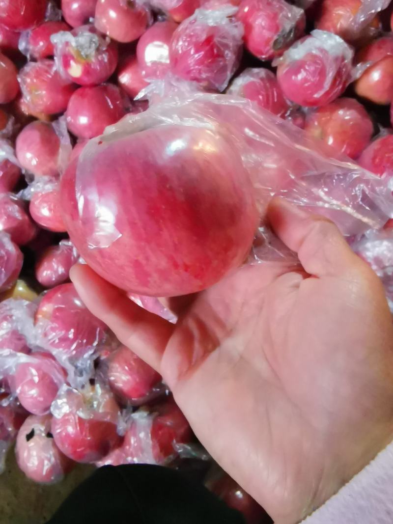 纸加膜红富士苹果，货源充足，口感脆甜爽口，欢迎客户们前来