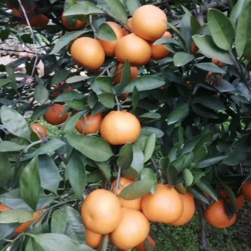 柑橘