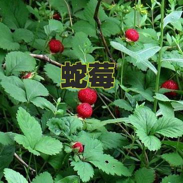 蛇莓种子野生草莓多年生园林地被花籽草坪点缀花卉种子