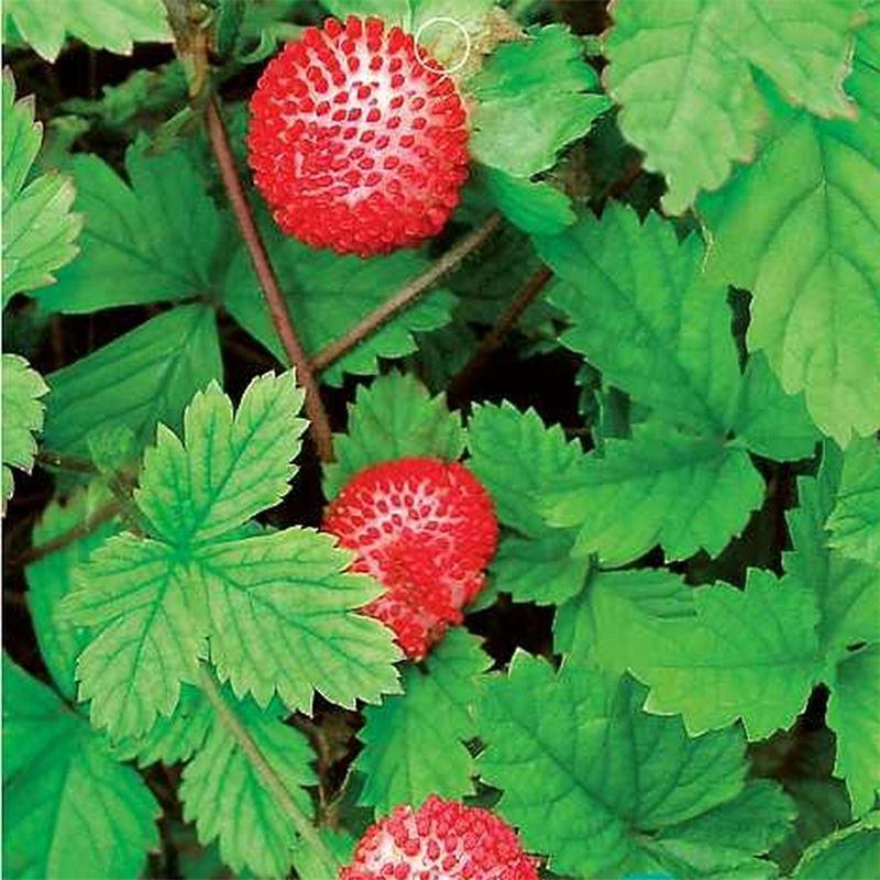 蛇莓种子野生草莓多年生园林地被花籽草坪点缀花卉种子