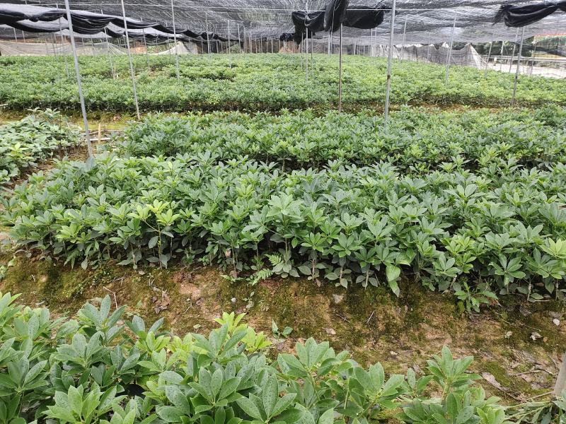 八角树苗，大红八角嫁接树苗，品种纯正，提供技术指导