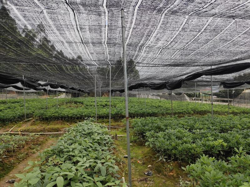 八角树苗，大红八角嫁接树苗，品种纯正，提供技术指导