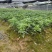 八角树苗，大红八角嫁接树苗，品种纯正，提供技术指导