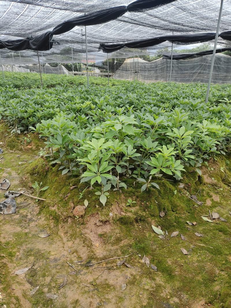 八角树苗，大红八角嫁接树苗，品种纯正，提供技术指导