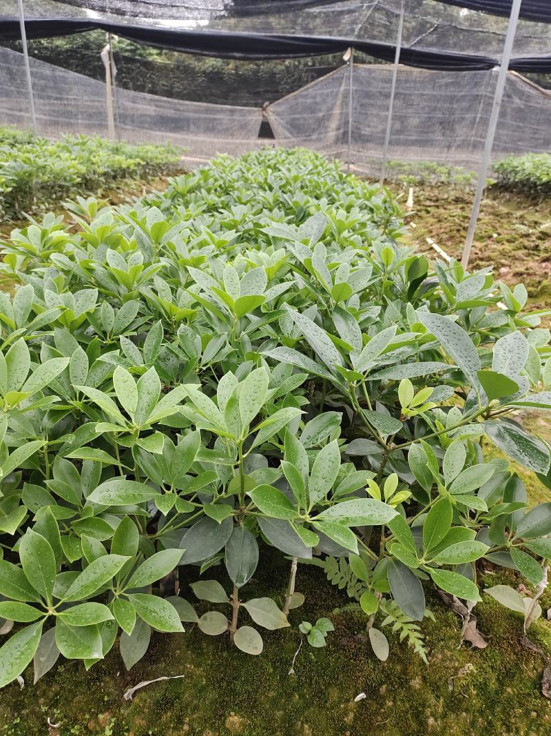 八角树苗，大红八角嫁接树苗，品种纯正，提供技术指导