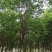 宫粉紫荆，枫铃木，美丽木棉，柚子，杨梅等等