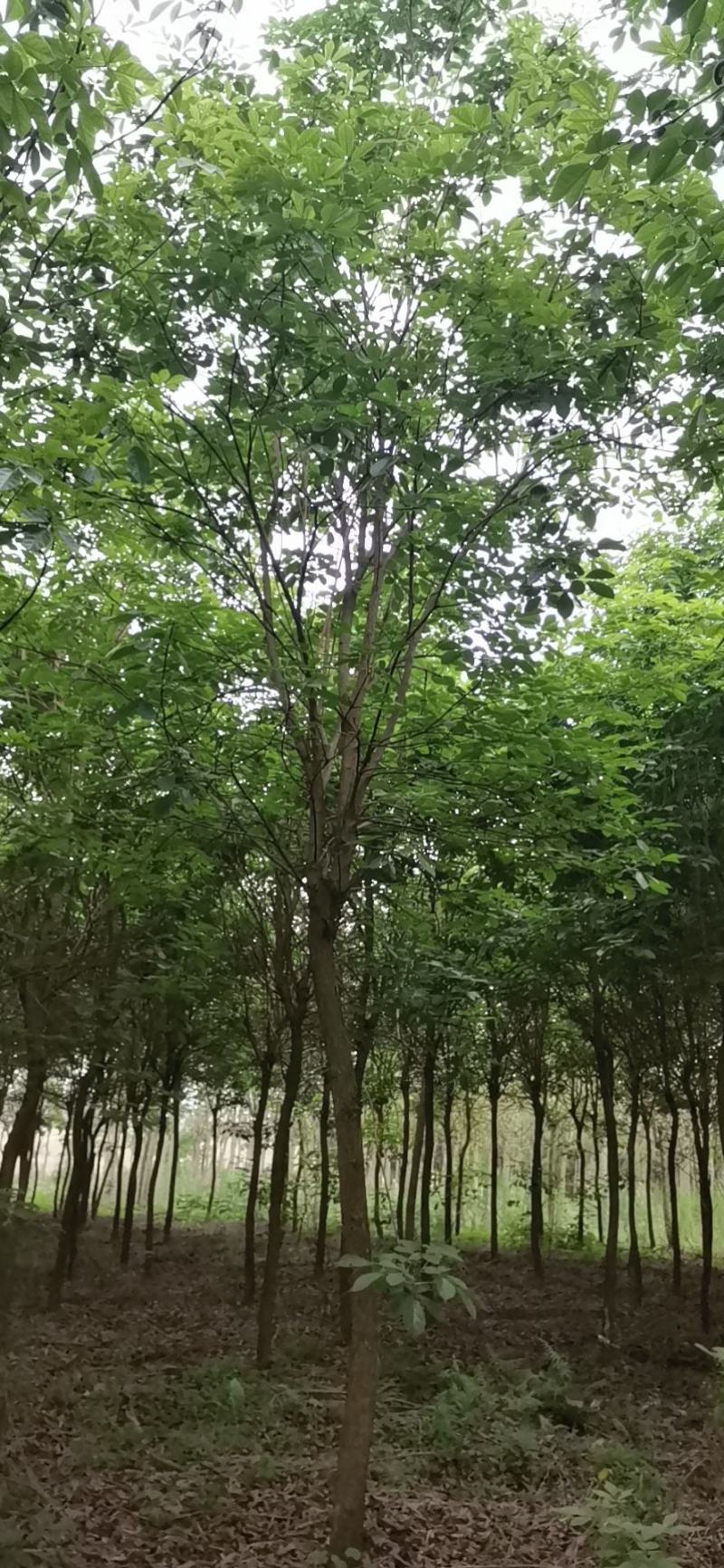 宫粉紫荆，枫铃木，美丽木棉，柚子，杨梅等等