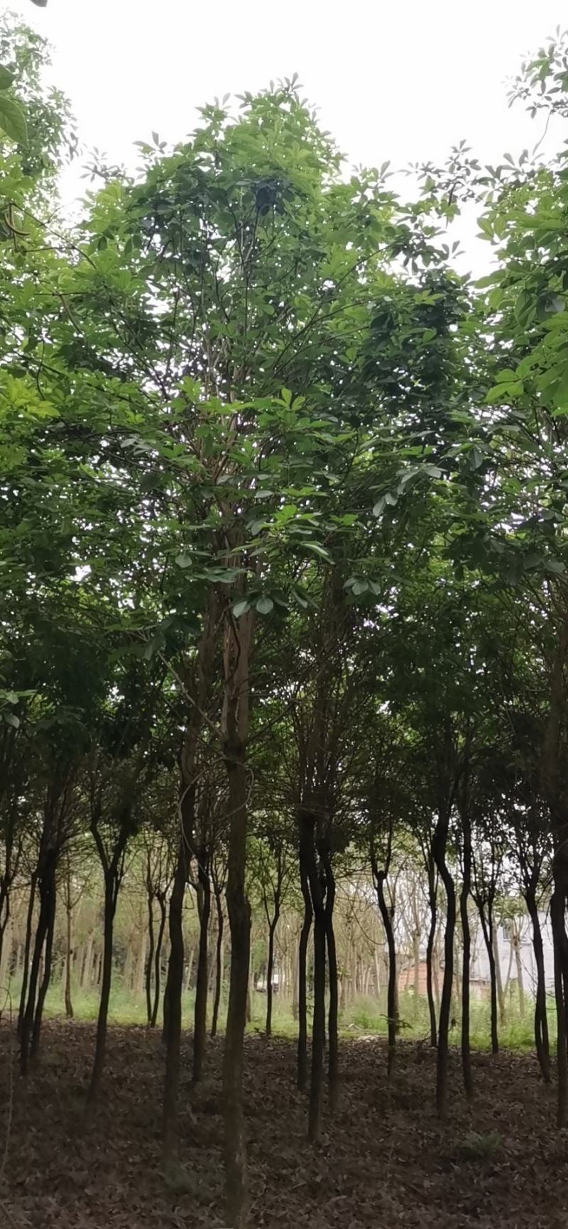 宫粉紫荆，枫铃木，美丽木棉，柚子，杨梅等等