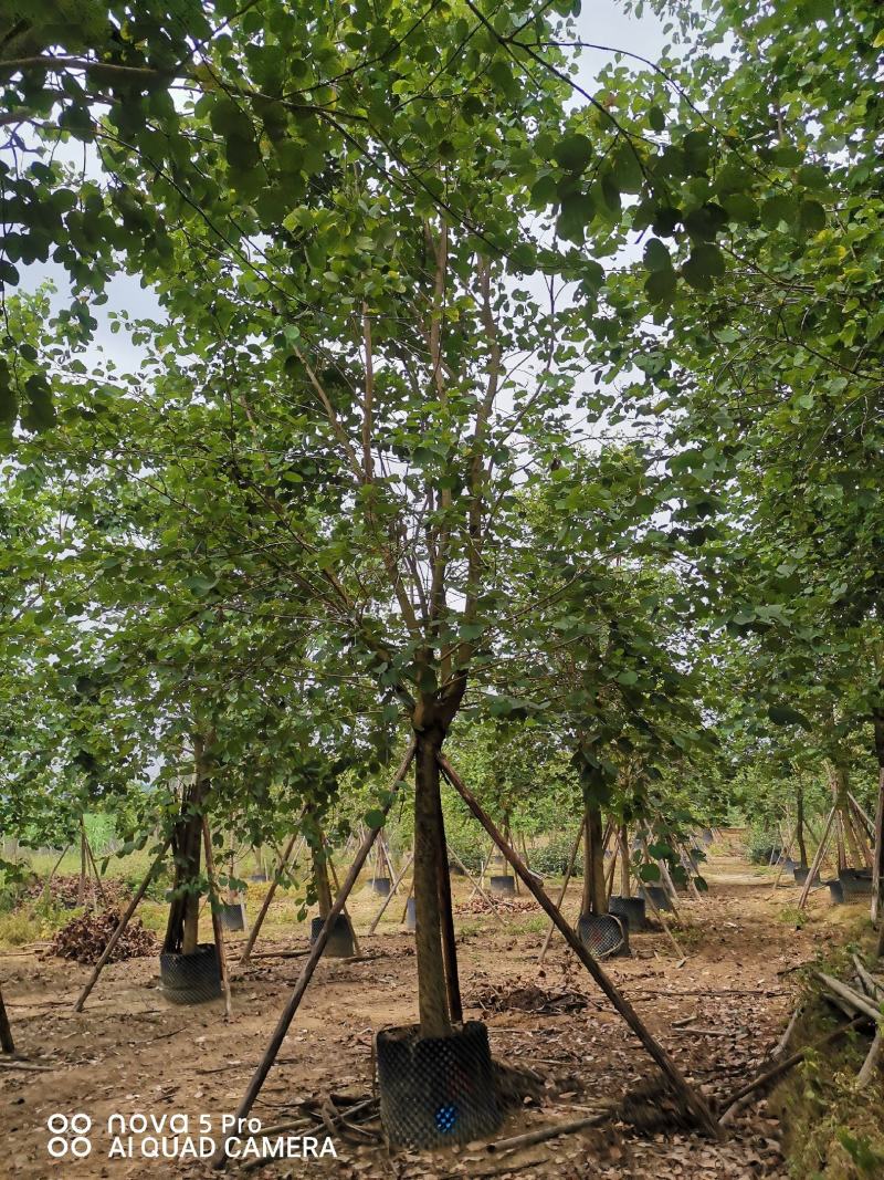 宫粉紫荆，枫铃木，美丽木棉，柚子，杨梅等等