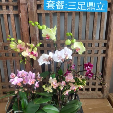 六色混搭蝴蝶兰图片色特级双梗，2.8+3.0寸，小件发货