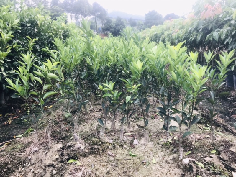 正宗新会原枝柑苗陈皮驳柑苗小青柑苗