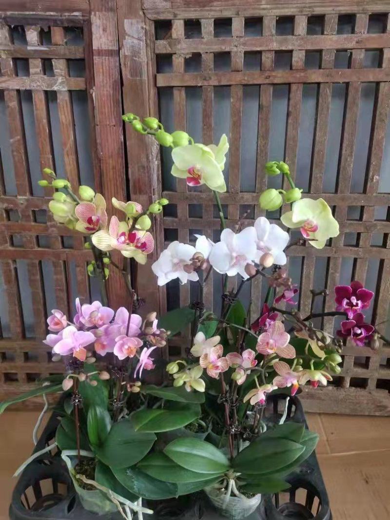 六色混搭蝴蝶兰图片色特级双梗，2.8+3.0寸，小件发货
