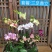 六色混搭蝴蝶兰图片色特级双梗，2.8+3.0寸，小件发货