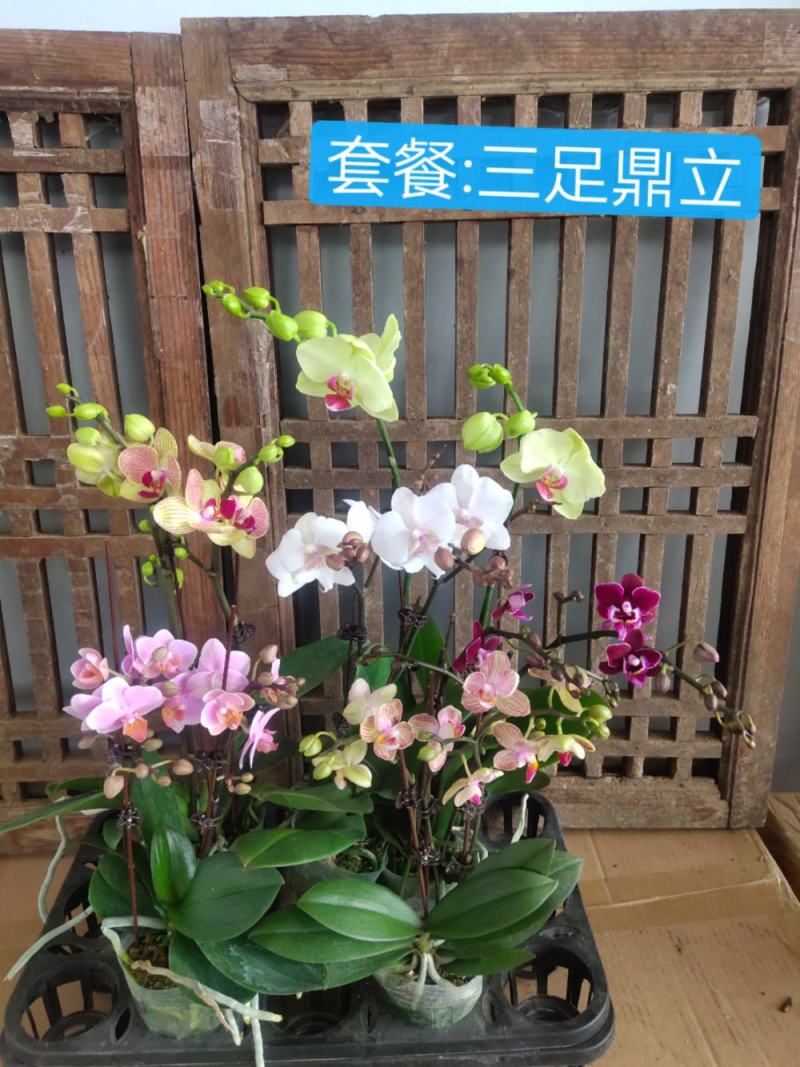 六色混搭蝴蝶兰图片色特级双梗，2.8+3.0寸，小件发货