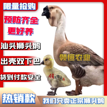 正宗狮头鹅苗批发企业店铺认证安全有保障