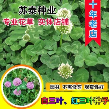 白三叶种子车轴草种子三叶草草籽多年生绿化绿肥