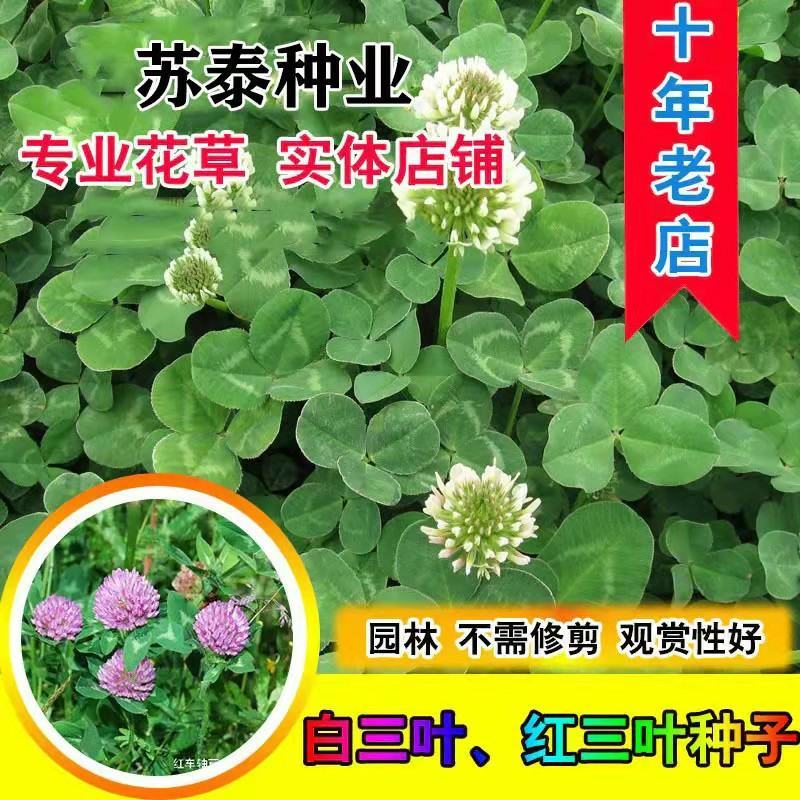 白三叶种子车轴草种子三叶草草籽多年生绿化绿肥