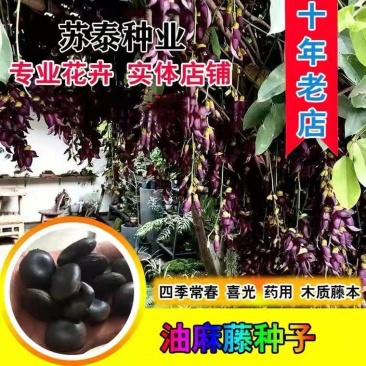 油麻藤种子常绿油麻藤牛马藤大血藤棉麻藤种子护坡绿化灌木