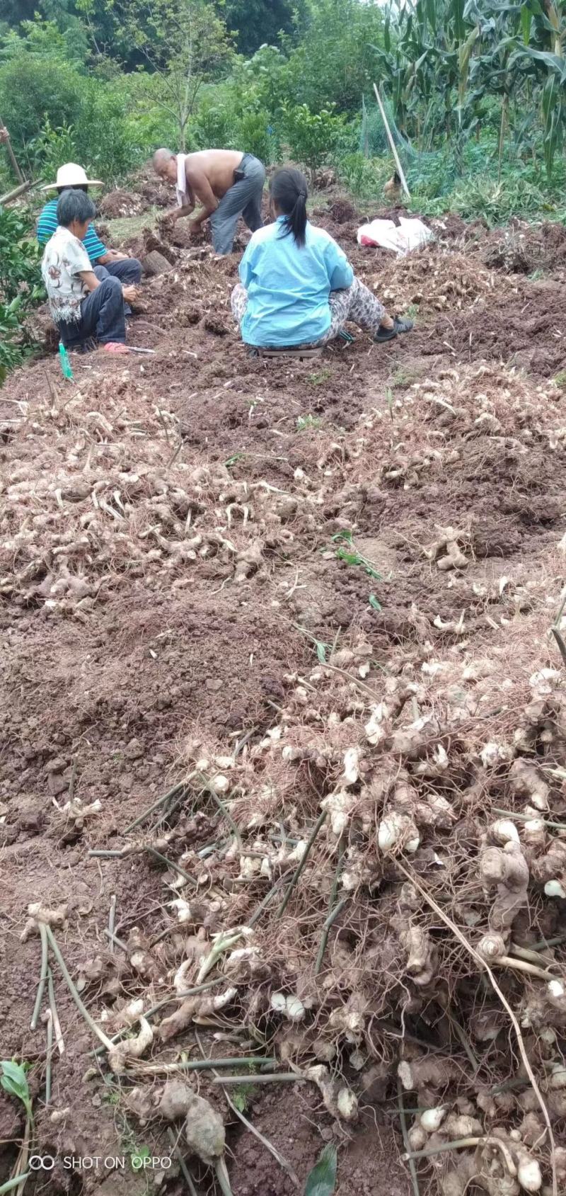 四川多花不倒苗多花黄精苗，欢迎选购。