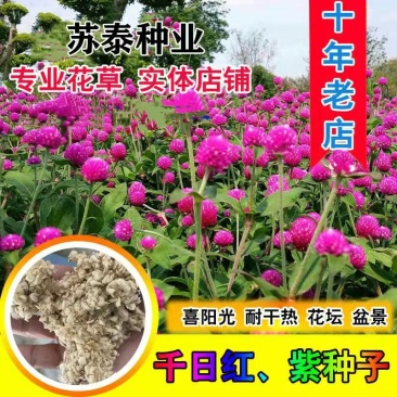 千日红千日粉千日紫种子百日红火球花庭院阳台种子景观花