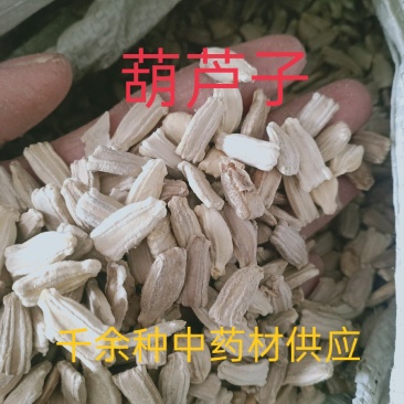 芦葫子，芦葫壳新货质量保证经营各种中药材欢迎咨询选购
